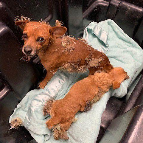 DOGS VERSUS CACTUS - COURTESY MARICOPA COUNTY ANIMAL CARE 1.jpg